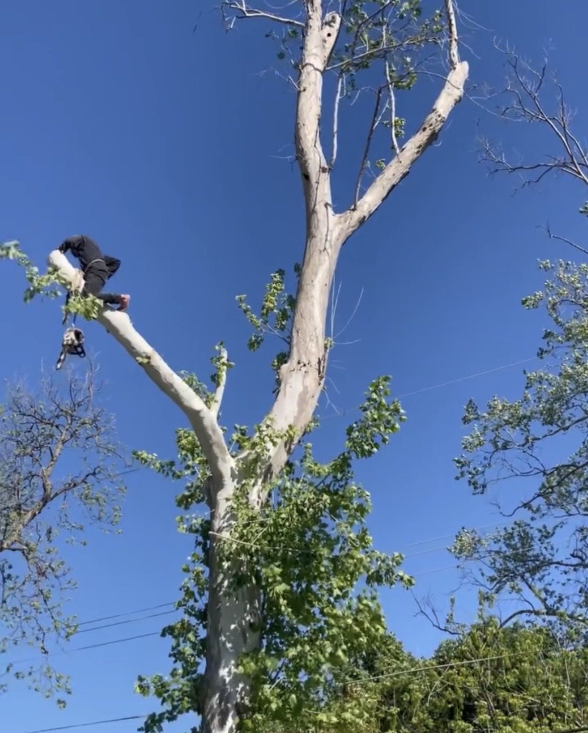 Tree Care